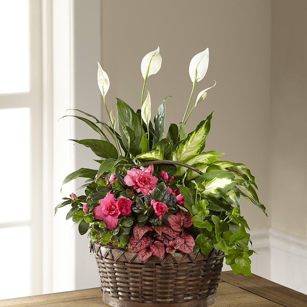 Dream in Pink Dishgarden – Family Florist, Red Springs NC