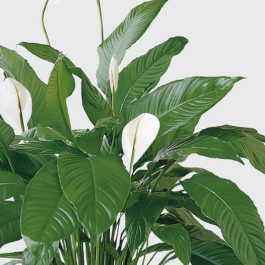 Tranquil Moments Peace Lily Plant – Family Florist, Red Springs NC
