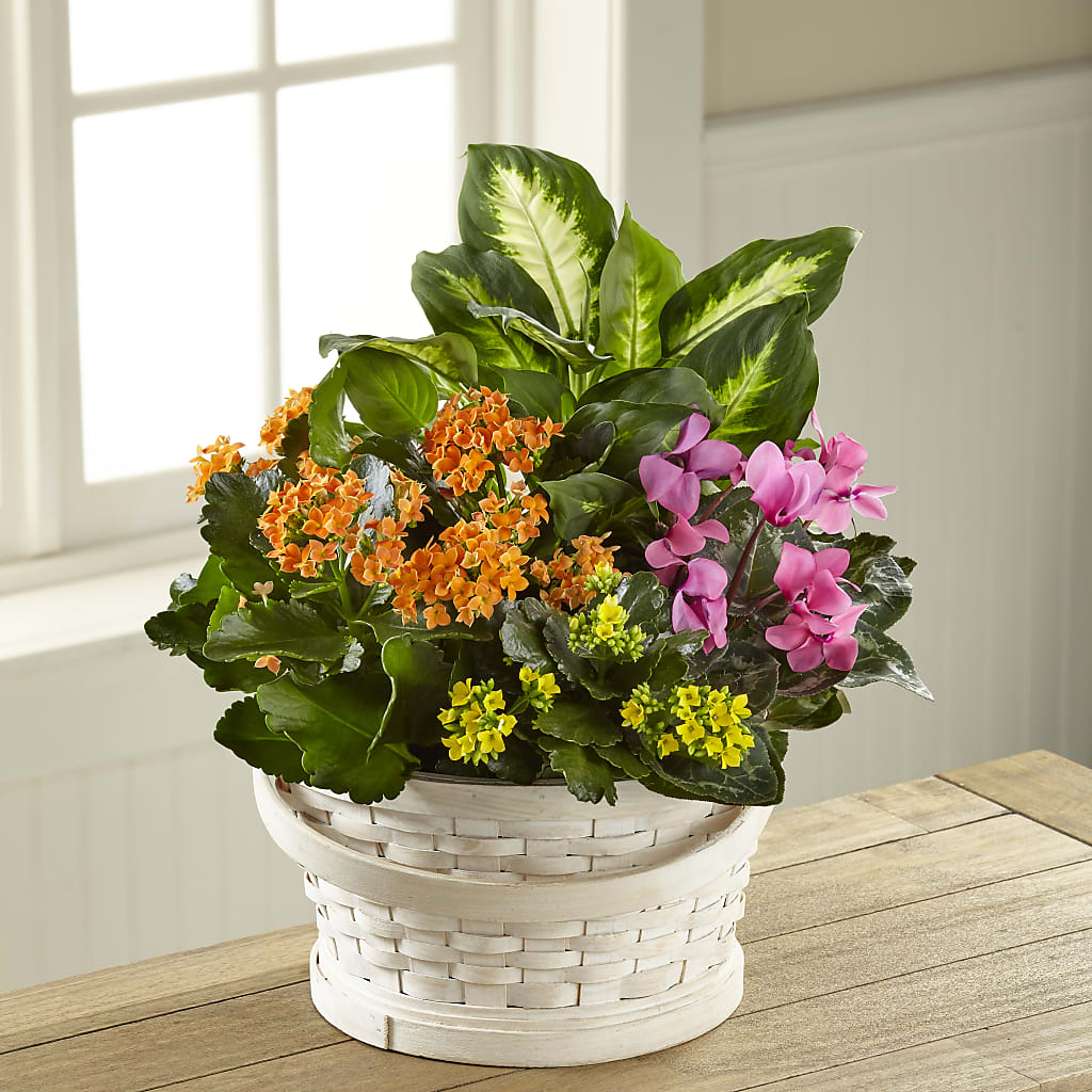 Color Crush Dishgarden – Family Florist, Red Springs NC
