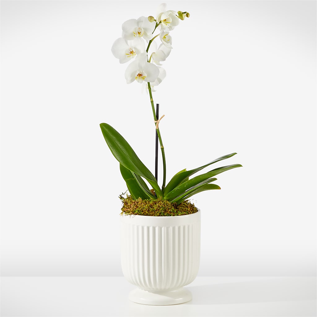 Whispering White Orchid – Family Florist, Red Springs NC