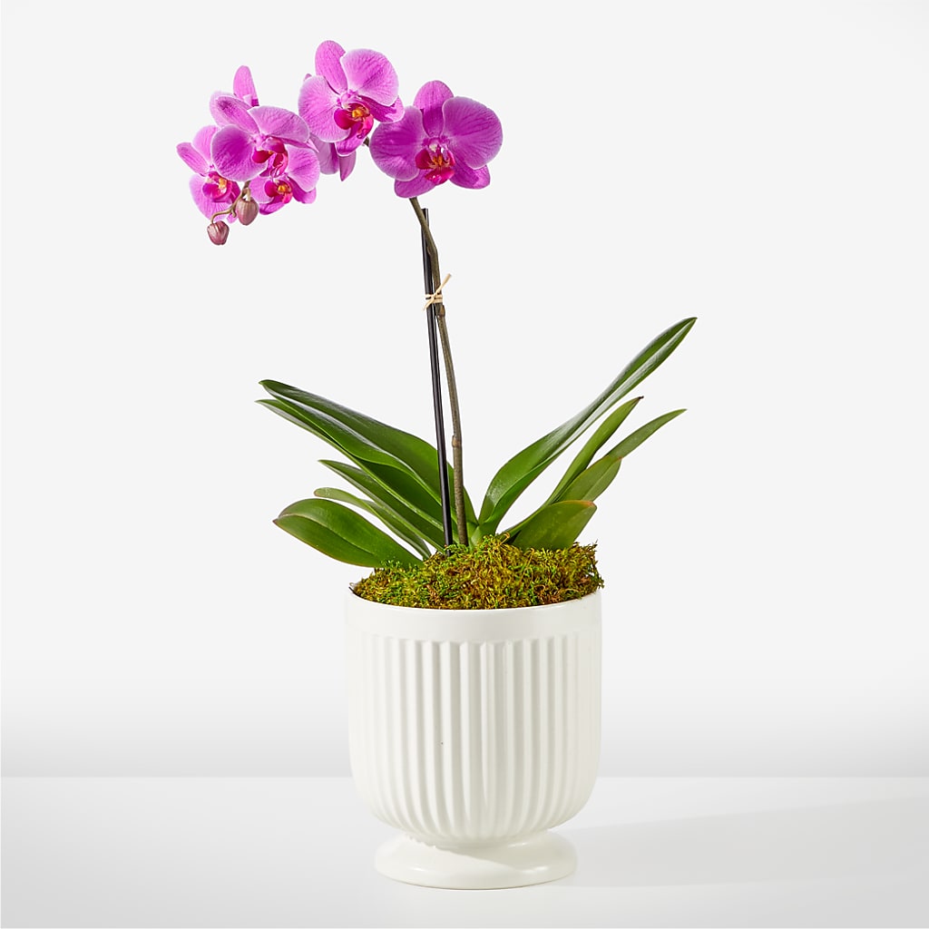 Friendly Fuchsia Orchid – Family Florist, Red Springs NC