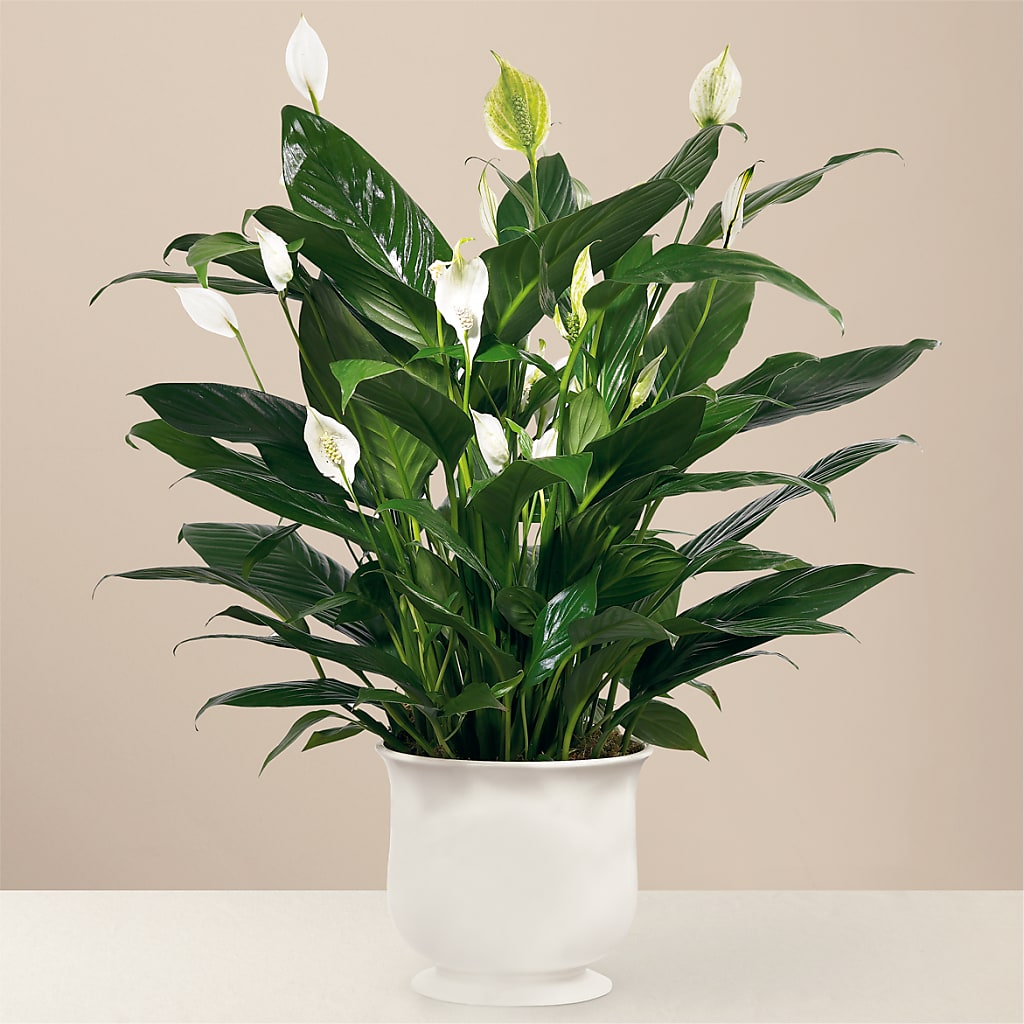Comfort Planter – Family Florist, Red Springs NC