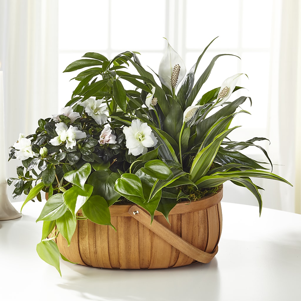 Serene Dishgarden – Family Florist, Red Springs NC