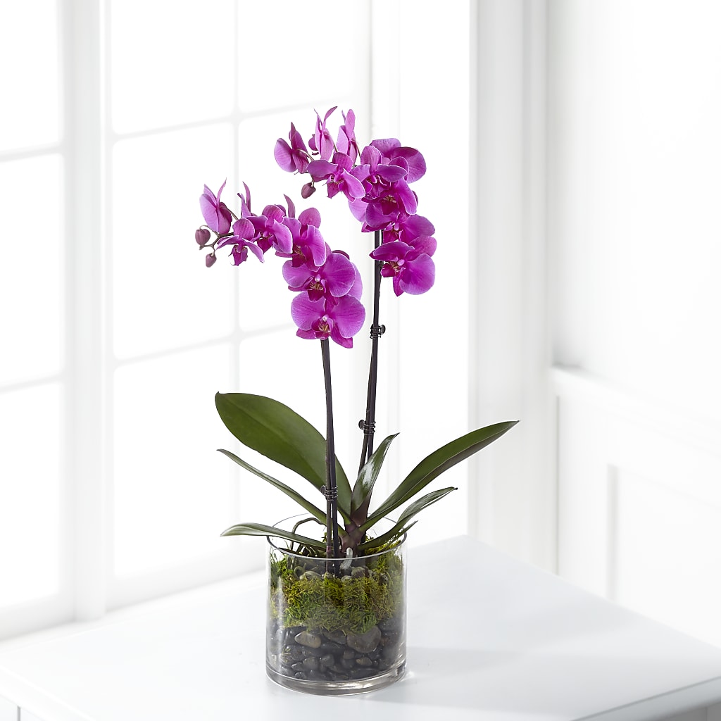 Pink Orchid Plant – Family Florist, Red Springs NC