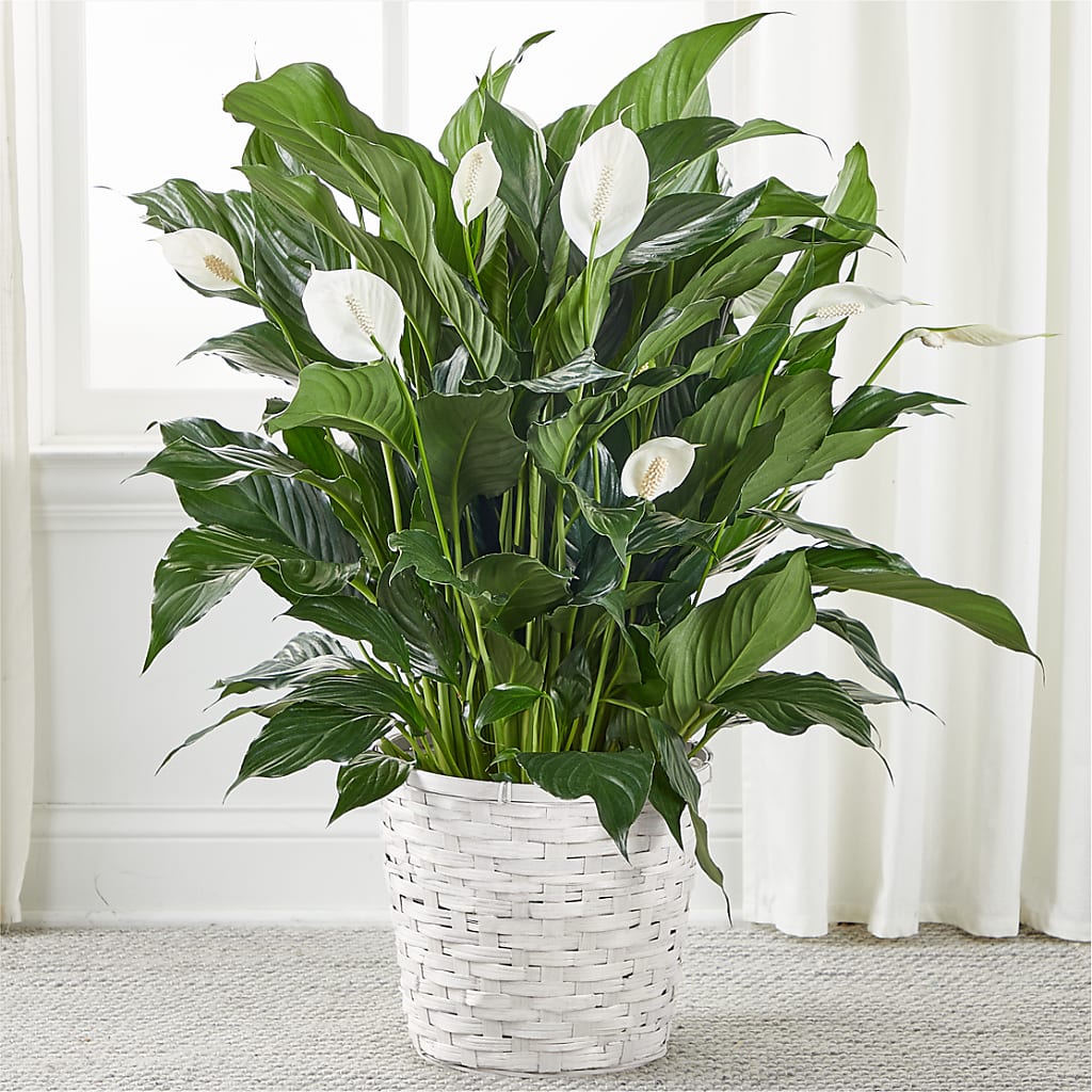 A New Leaf Peace Lily – Family Florist, Red Springs NC