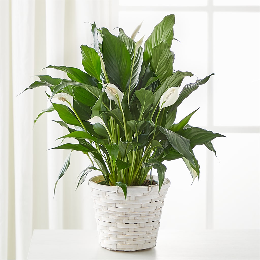 A New Leaf Peace Lily – Family Florist, Red Springs NC
