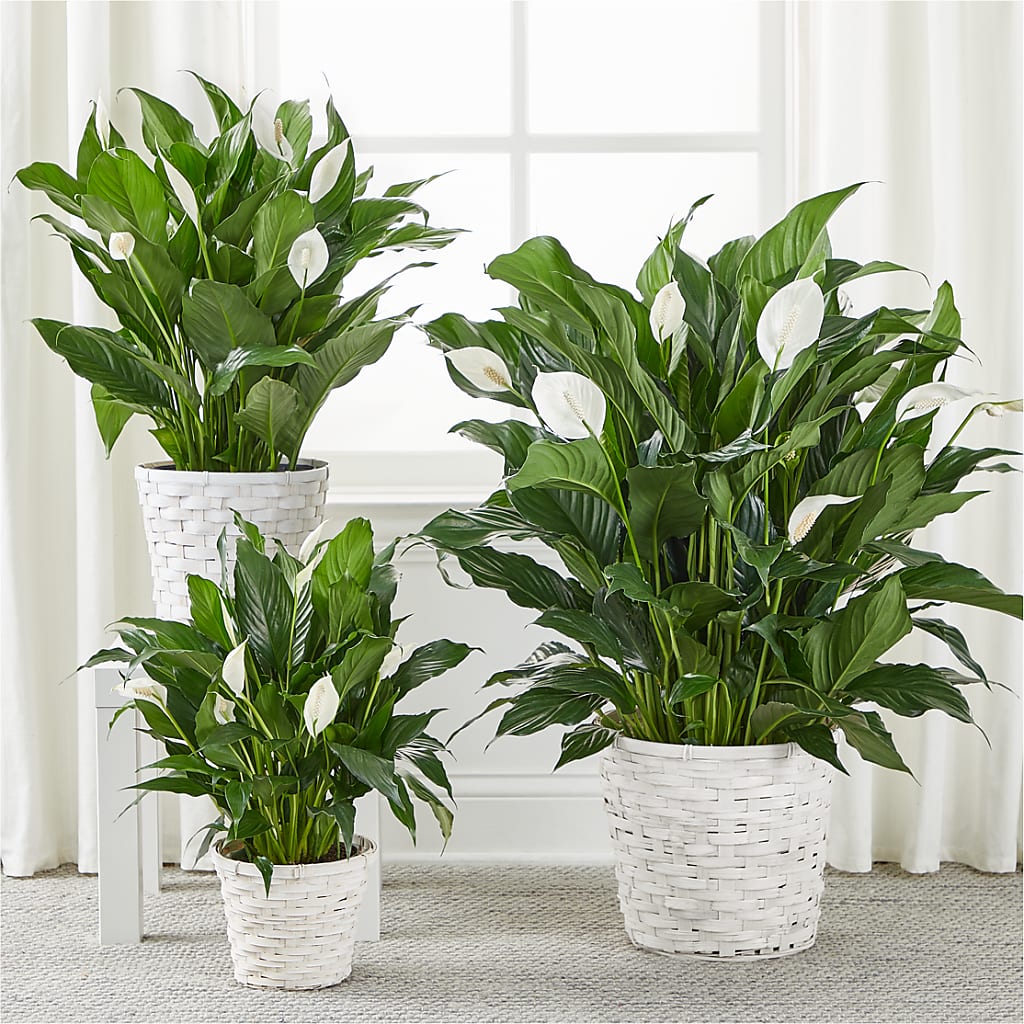 A New Leaf Peace Lily – Family Florist, Red Springs NC