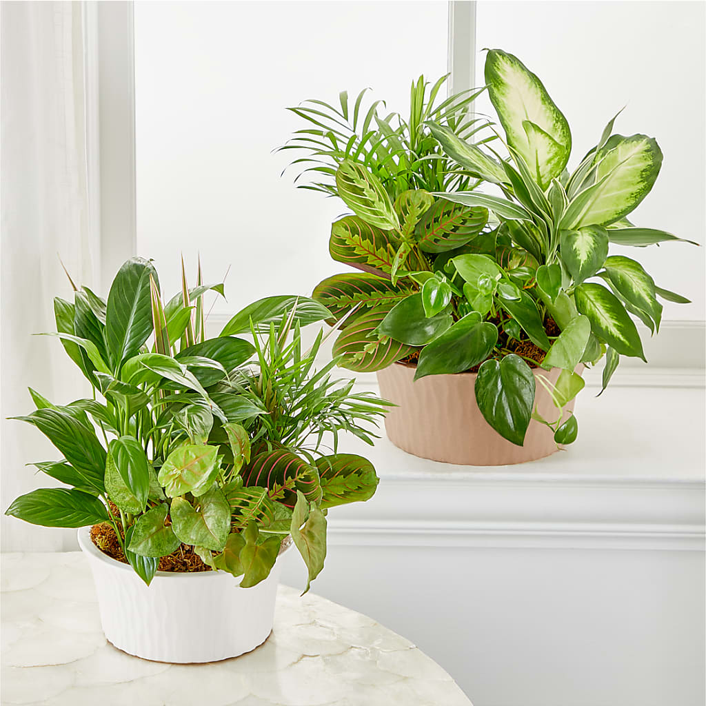 Balance & Harmony Dishgarden – Family Florist, Red Springs NC