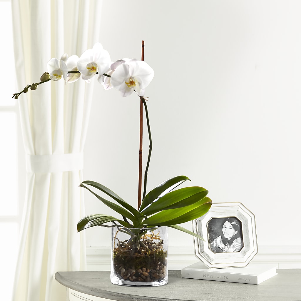 White Orchid Planter – Family Florist, Red Springs NC