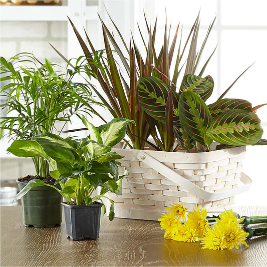Florist Designed Blooming and Green Plants in a Basket –  Family Florist, Red Springs NC