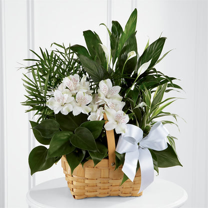 Peace & Serenity Dishgarden –  Family Florist, Red Springs NC