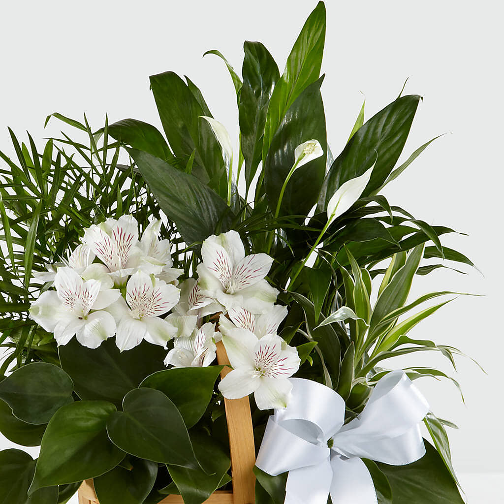 Peace & Serenity Dishgarden –  Family Florist, Red Springs NC