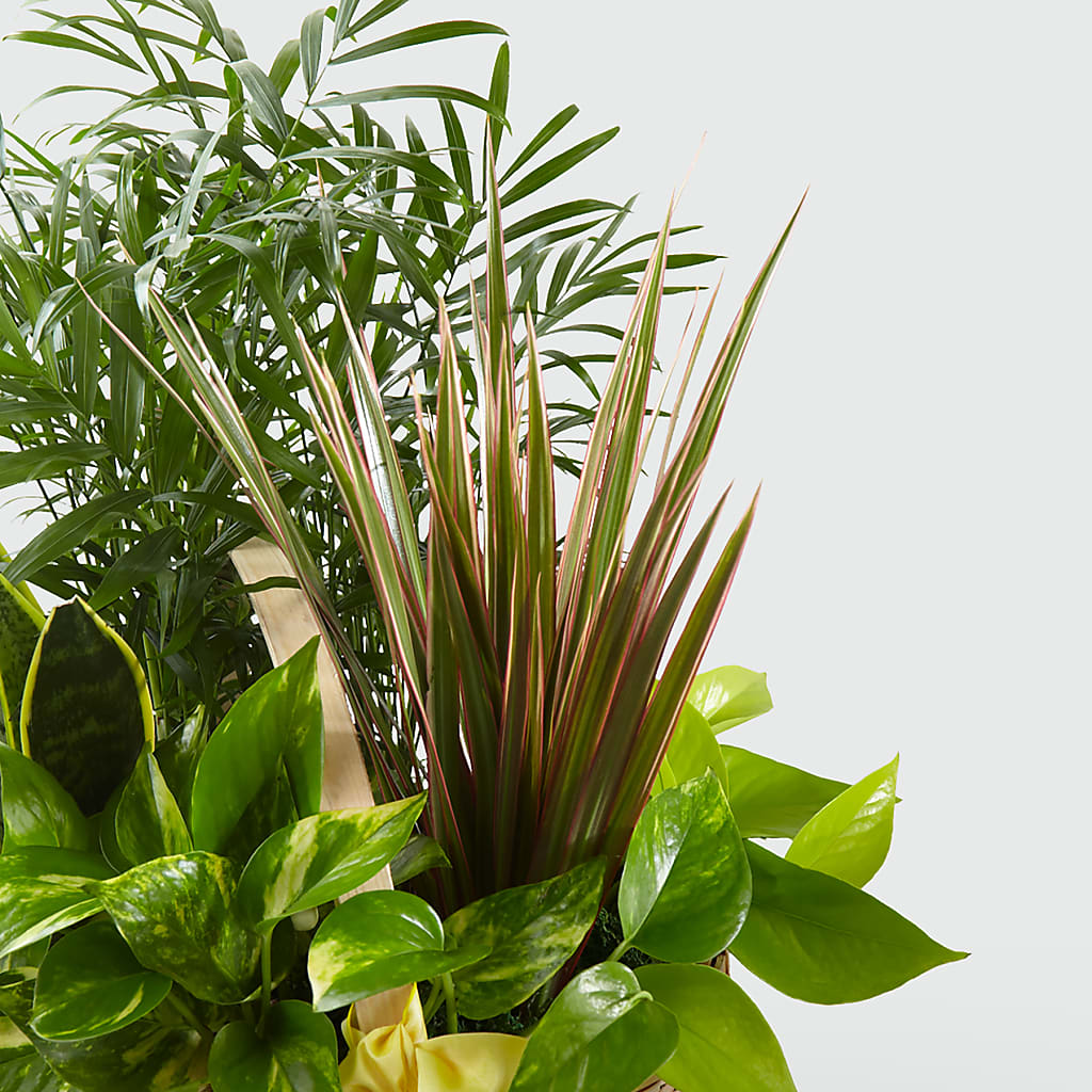 French Garden –  Family Florist, Red Springs NC