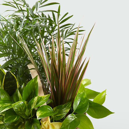 French Garden –  Family Florist, Red Springs NC
