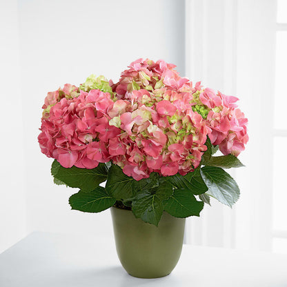 Pink Hydrangea Planter –  Family Florist, Red Springs NC