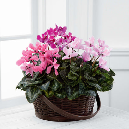 Mixed Cyclamen Planter –  Family Florist, Red Springs NC