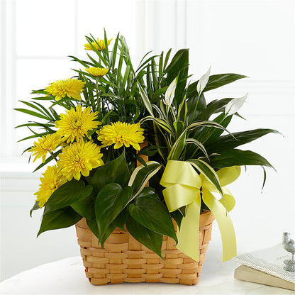 Loving Light Dishgarden –  Family Florist, Red Springs NC
