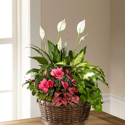Dream in Pink Dishgarden –  Family Florist, Red Springs NC