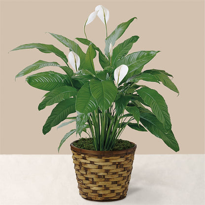 Tranquil Moments Peace Lily Plant –  Family Florist, Red Springs NC