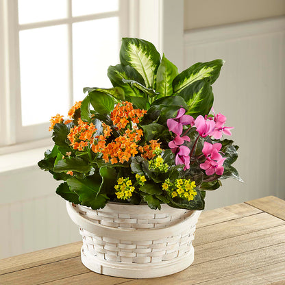Color Crush Dishgarden –  Family Florist, Red Springs NC