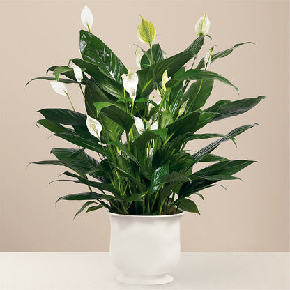 Comfort Planter –  Family Florist, Red Springs NC