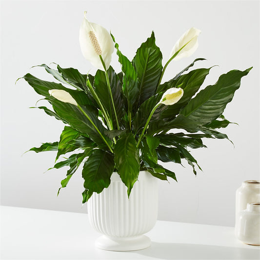 Comfort Planter –  Family Florist, Red Springs NC