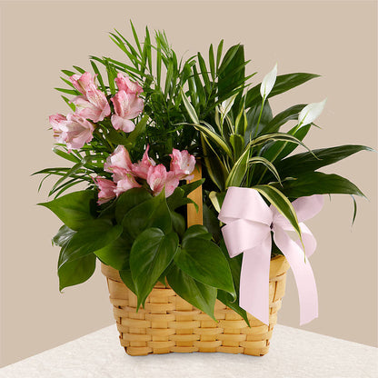 Living Spirit Dishgarden –  Family Florist, Red Springs NC