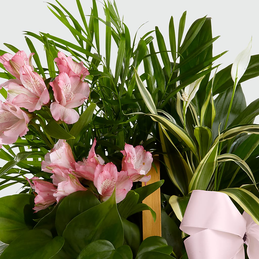 Living Spirit Dishgarden –  Family Florist, Red Springs NC