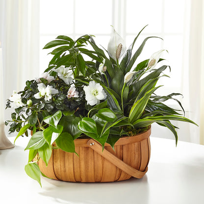 Serene Dishgarden –  Family Florist, Red Springs NC