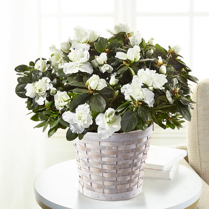 White Azalea Plant –  Family Florist, Red Springs NC