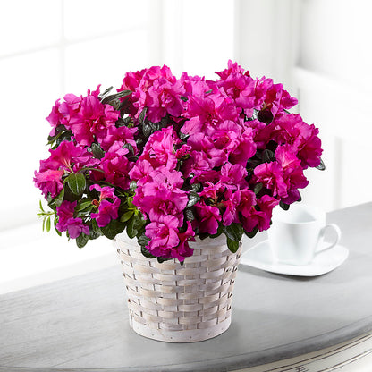 Hope & Serenity Azalea Plant –  Family Florist, Red Springs NC