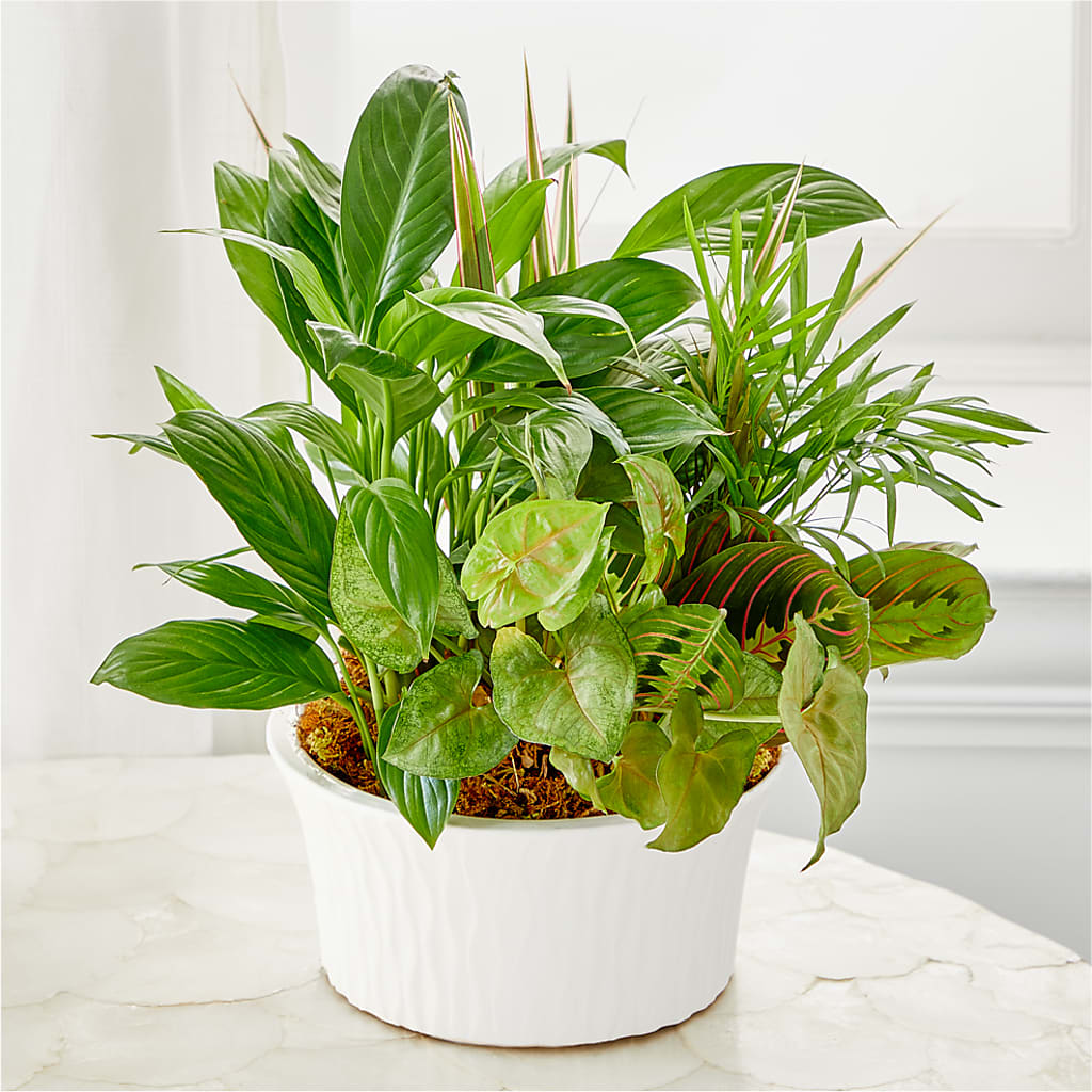 Balance & Harmony Dishgarden –  Family Florist, Red Springs NC