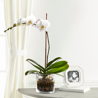 White Orchid Planter –  Family Florist, Red Springs NC