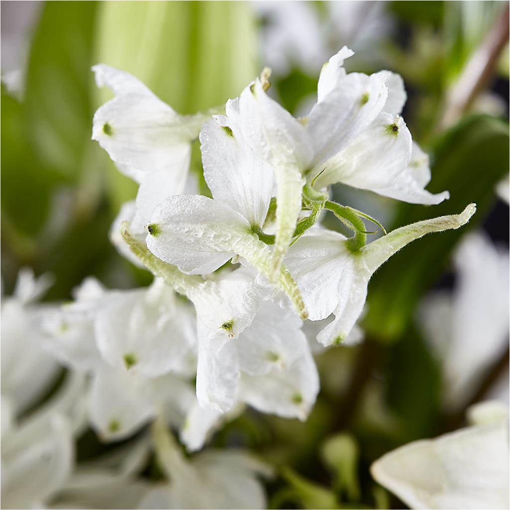 Classic Ivory – A Florist Original –  Family Florist, Red Springs NC